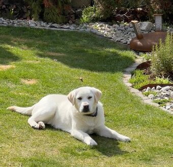 Labrador Retriever - Sindy