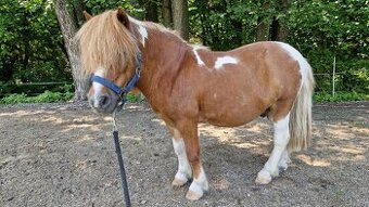 PRODEJ PONY / VALACH / SHETY / 2x