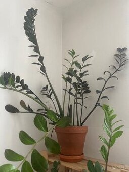 Zamioculcas zamiifolia zamiokulkas pokojovka - 1