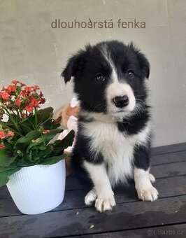 Border kolie již k odběru