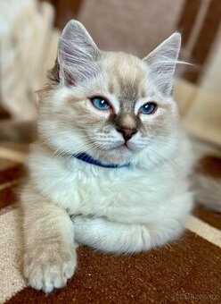 Luxusní Ragdoll koťátko bez PP
