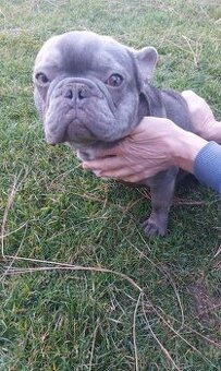 Francuzský buldoček krytí