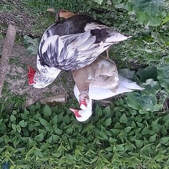 Kachna pižmova