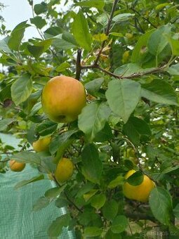 Jablka na uskladnění GALA, Golden Delicius, Sparťan, Rezeta
