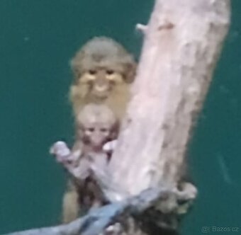 Rodinná vstupenka do Pražské ZOO