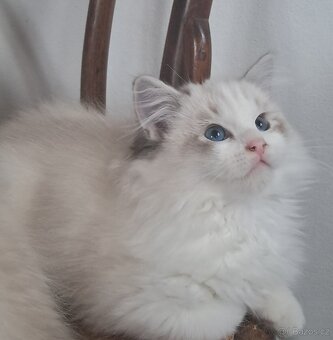 Koťátka  ragdoll s PP (FIFE)