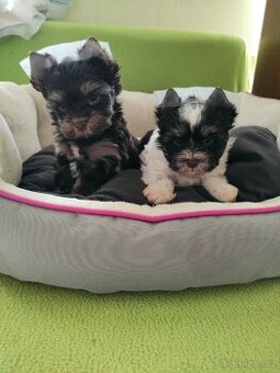 Jorkšírský teriér s PP štěňata - Yorkshire terrier