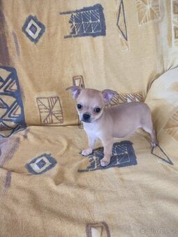 Čivava krátkosrstá