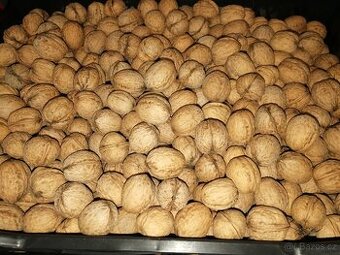 Vlašské ořechy 2024