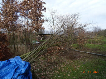 Vzrostlé stromy dubu zimního k prodeji