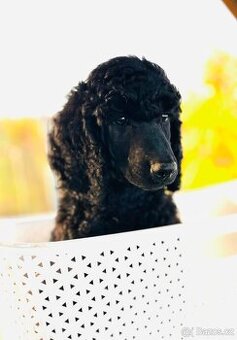 Pudl velký královský s PP