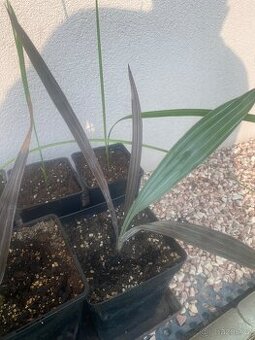 Palma Bismarckia Nobilis