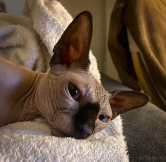 Kanadsky sphynx Balthazar - 1
