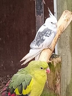 Korela chocholatá - do chovu i na ochočení