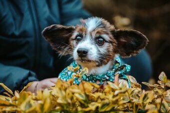 HOKY - Papillon - kastrovaný psík 13 let