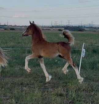 🌟 Hřebeček Welsh Cob v atraktivní barvě 🌟