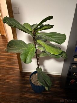 Prodám fíkus