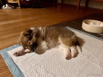 Sheltie - šeltie štěně, zlatá fenka bez PP