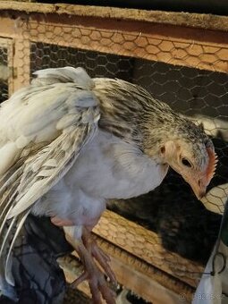 Dominant, slepice, kuřice