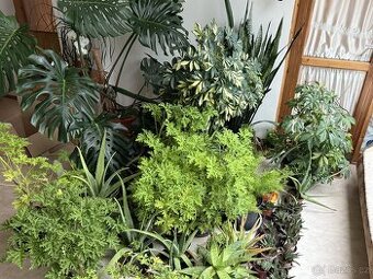 Široká nabídka pokojovek - prodám levně