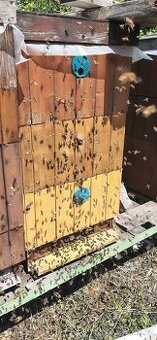 VYZIMOVANÁ VČELSTVA, VČELY, ODDĚLKY