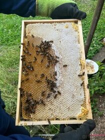 Vyzimovaná včelstva - 1