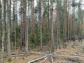 Lesní pozemek - Budišov, 5 241 m²