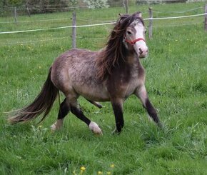 Krásný pony - 1