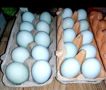 Cream Legbar násadová vejce