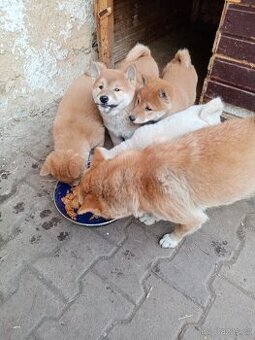 Shiba inu