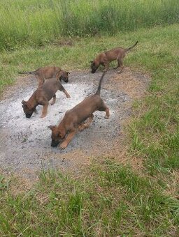 BELGICKÝ OVČÁK- MALINOIS