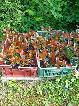 Blýskalka - Photinia fraseri - Red Robin