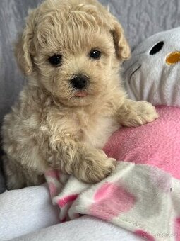 Maltipoo mini teacup