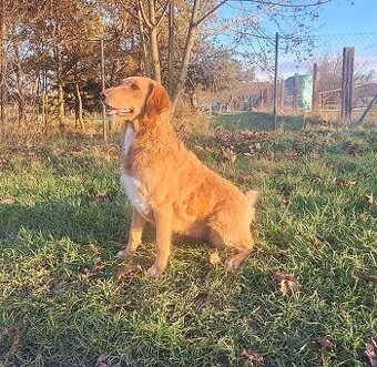 Labradoodle