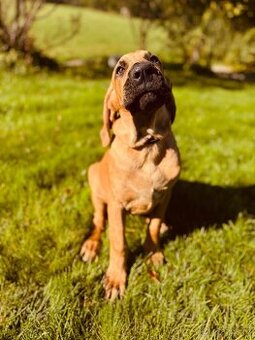 Tosa Inu - štěňátka