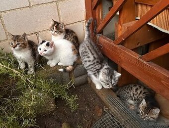 Daruji koťátka - jen do dobrých rukou