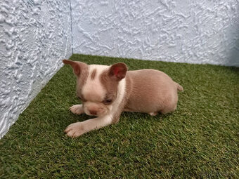 Boston,Bostonský terrier,Boston terrier - 1