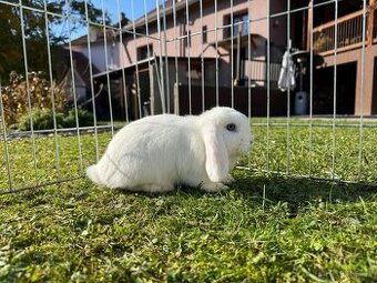 Zakrslý králíček beránek 4