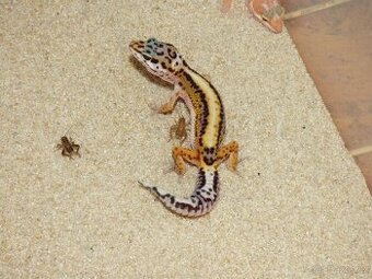 Gekončík noční (Eublepharis macularius)