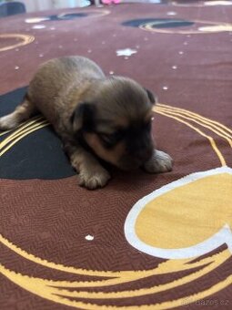 Štěňátka JORKŠÍR@GRIFONKA