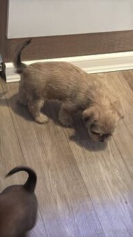 Štěňátka JORKŠÍR@GRIFONKA