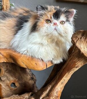 Prodám perské kotě s PP-