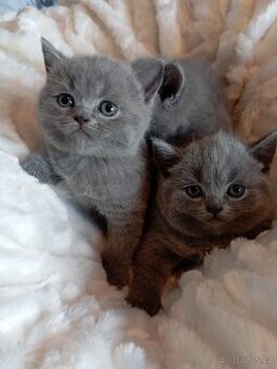 Britska modrá krátkosrstá koťátka