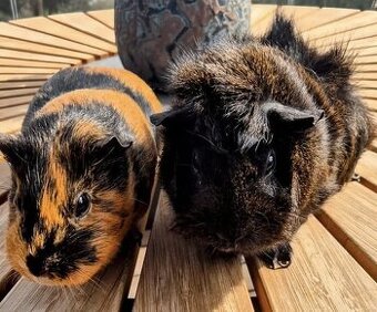 Daruji 2 morčata samičky