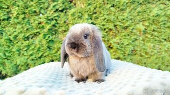 Zakrslý beránek, králíček, králík - NINA