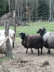 Ovce vřesová - 1