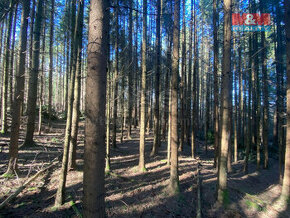Prodej lesa 5373 m2, v Češtín u Jankova - 1