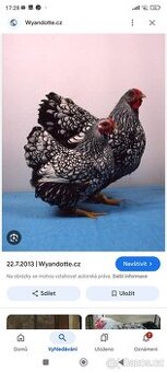 Slepičky wyandotky zdrobnělé.