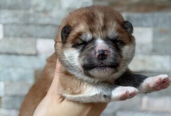 Akita Inu s PP
