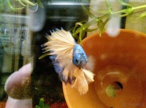 Betta Splendens velké ryby, poctivě krmené - 1